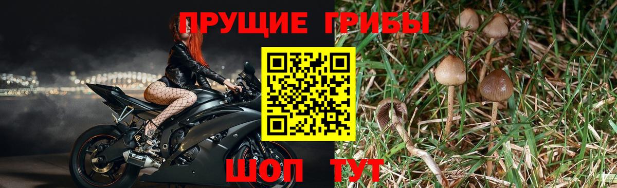 Псилоцибиновые грибы Magic Shrooms  Вход с VPN  Советск 